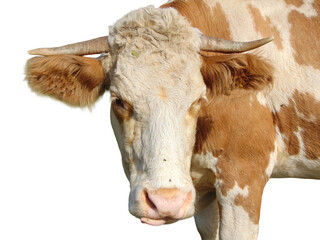 Cow isolated on white background