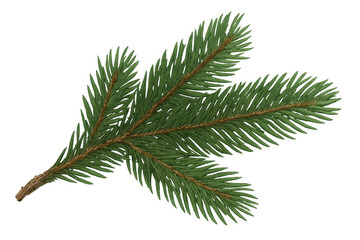 Obraz premium Evergreen fir branch with green needles, isolated with transparent background, symbolizing winter holidays and christmas decoration
