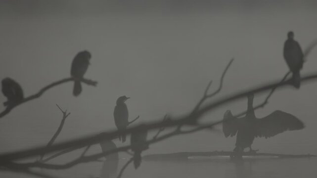 Fog early in the morning on the Adda River with a peninsula on the horizon and silhouettes of cormorants.