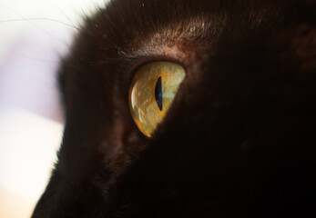 Mystic Gaze of a Black Cat