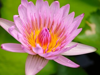 Fototapeta premium pink water lily blooming.