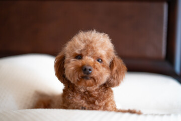 Adorable brown toy poodle sitting on owners bed, looking at camera, expressing warmth, peace, and family love