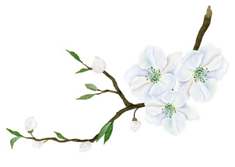 Watercolor bouquet of white flowers and bird