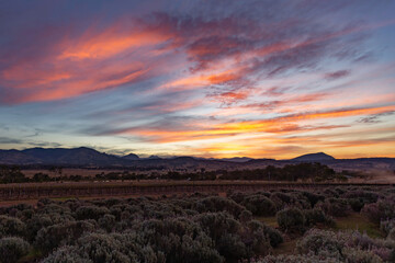 Lavender farm sunset
