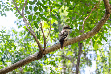 bird in tree