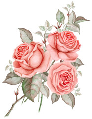 Watercolor bouquet of peach roses