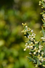 Anchor plant flowers - Latin name - Colletia paradoxa
