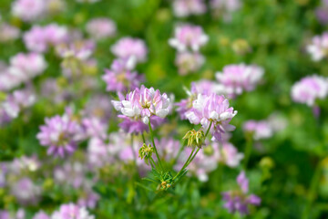 Purple crown vetch flowers - Latin name - Securigera varia