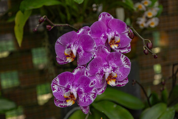 purple orchid flower