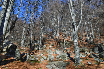 Il bosco di faggi sulle pendici dei monti