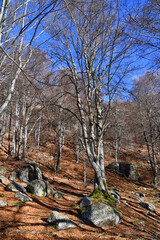 Il bosco di faggi sulle pendici dei monti