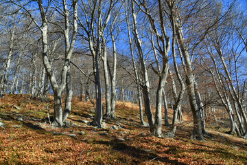 Il bosco di faggi sulle pendici dei monti