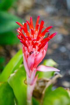 red and yellow flower
