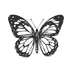 Simple hand drawn butterfly sketch, engraved insect isolated illustration.