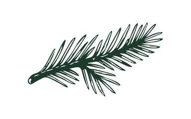 Simple hand drawn pine tree branch sketch, engraved nature plant illustration. © Leg_IO