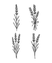 Simple lavender flower sketch drawing, engraved botany illustration.