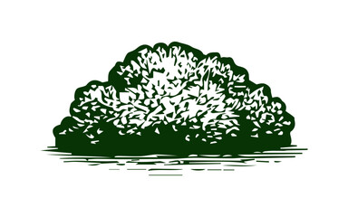 Simple hand drawn bush sketch, engraved nature plant isolated illustration.