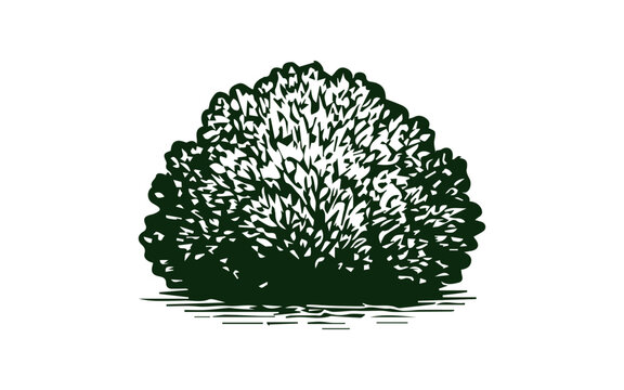 Simple hand drawn bush sketch, engraved nature plant isolated illustration.