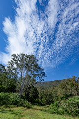 tree in the hill