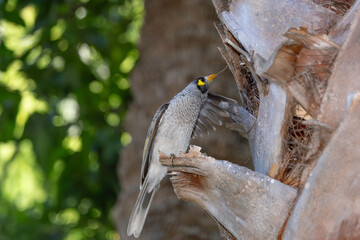Noisy Miner
