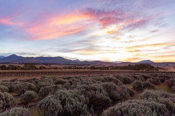 sunset over the mountains and lavender farm