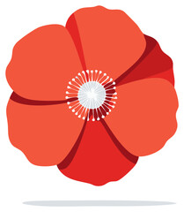 Vibrant Red Poppy Flower Blossom Simple Illustration Fresh Elegant Floral Design Isolated on White