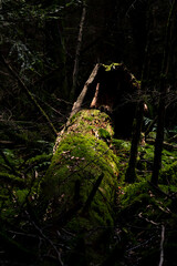 Schwarzwald Wildnis Pfad