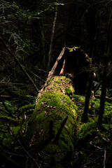 Schwarzwald Wildnis Pfad