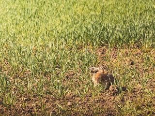 Feldhase im Weizen