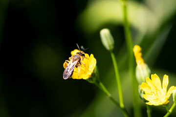 Biene auf einer Bl&uuml;te 