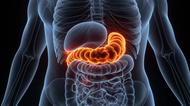 Medical Animation: Human Digestive System and Intestines with Zooming Camera