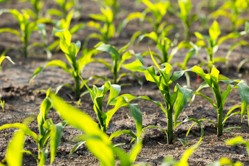 Corn field with young plants and dark fertile soil.