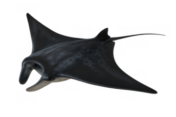 Manta ray swimming, glidding through ocean water, majestic marine creature, wildlife on transparent background