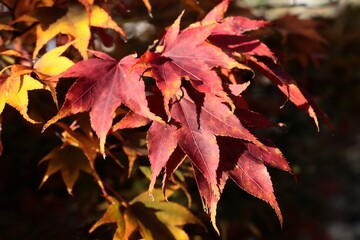 red autumnal leaves of japanese maple tree close up