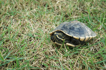 turtle on the grass