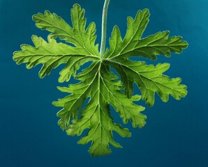Pelargonium graveolens plant and aromatic green leaves