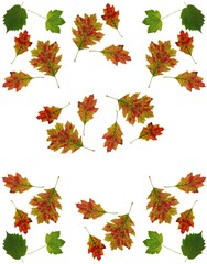 colorful various autumnal leaves as composition 