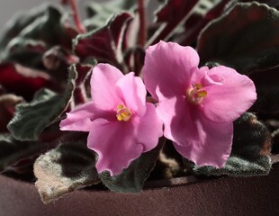 small,pretty pink flowers of saintpaulia - african violet plant close up