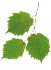 colorful various autumnal leaves as composition 