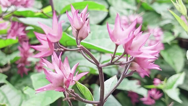 The Betel Leaf Plant (Clerodendrum Thomsoniae) originates from West Africa and is capable of absorbing pollutants and carbon with betel-like leaves and unique white flowers with red or purple crowns.