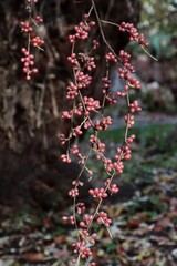 red fruits of Elaegnus umbrellata fruits bush close up