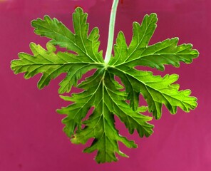 Pelargonium graveolens plant and aromatic green leaves