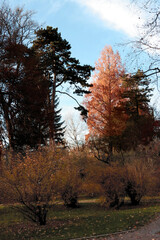 colorful leaves of various trees at autumn