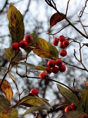 Crataegus x Lavallei   treeat autumn