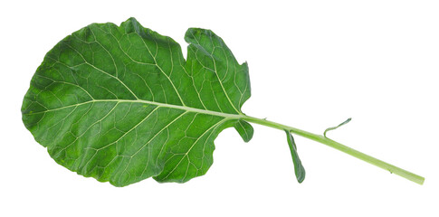 Fresh raw kohlrabi green leaf isolated on white background, clipping path