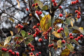 Crataegus x Lavallei   treeat autumn