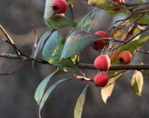 red fruits of Crataegus Crus-Galli decorative tree -Rosaceae Family