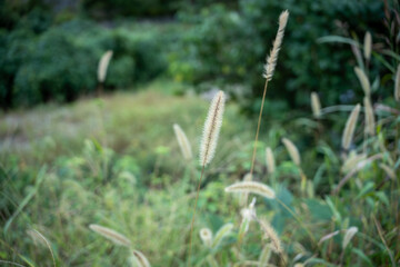 ねこがすきなやつ