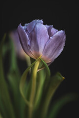 Single purple tulip with green leaves