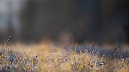 Meadow in the early morning light covered with frost